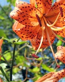 Анкета проститутки Дарья - метро Хорошевский, возраст - 34